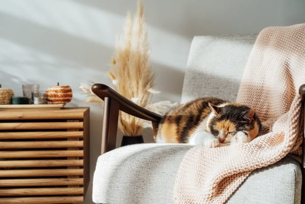 Lesson 3: Scandinavian Interiors, Warm Minimalism for Everyday Life
